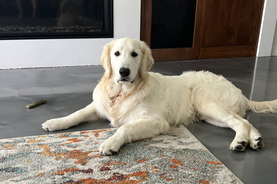 Cooper, our canine ambassador, wearing a bow tie and jumping